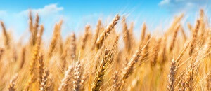 Wheat Field