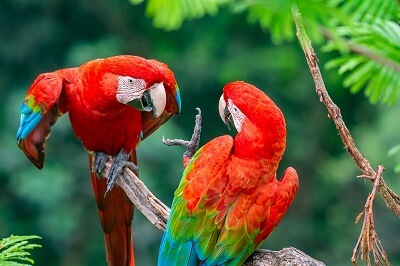Two Scarlet Macaws